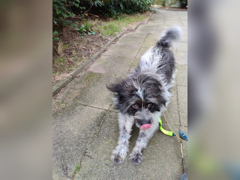 Sanfte Mochi, 4 Jahre, voller Hoffnung auf einen Neuanfang