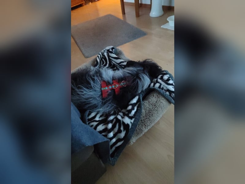Sanfte Mochi, 4 Jahre, voller Hoffnung auf einen Neuanfang