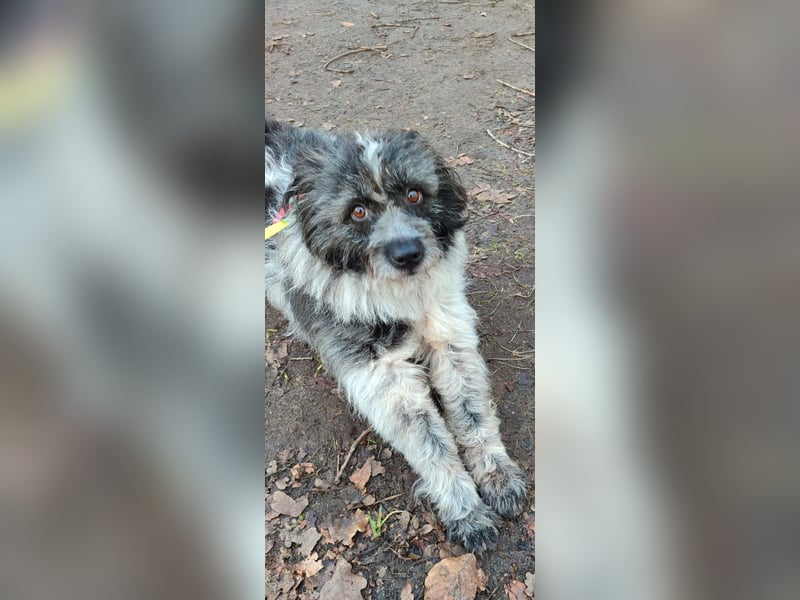 Sanfte Mochi, 4 Jahre, voller Hoffnung auf einen Neuanfang