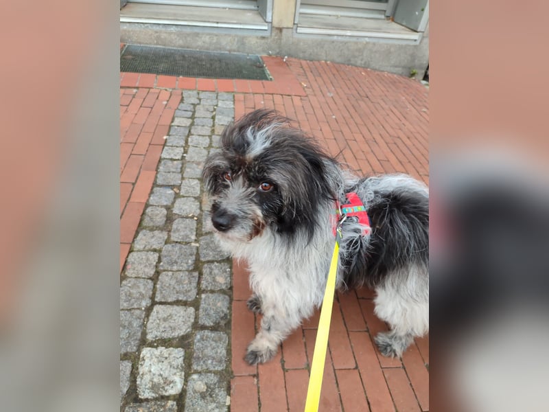 Sanfte Mochi, 4 Jahre, voller Hoffnung auf einen Neuanfang