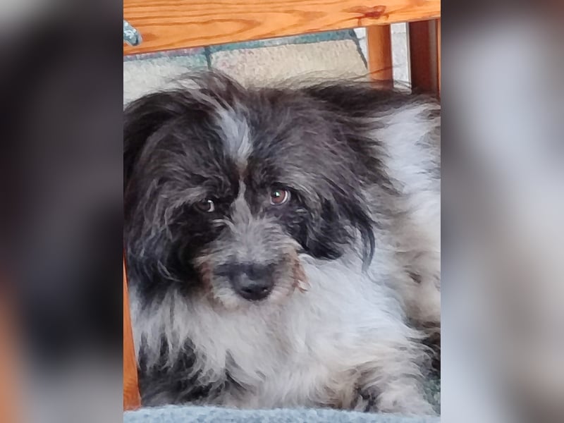 Sanfte Mochi, 4 Jahre, voller Hoffnung auf einen Neuanfang