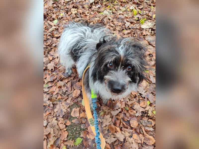 Sanfte Mochi, 4 Jahre, voller Hoffnung auf einen Neuanfang