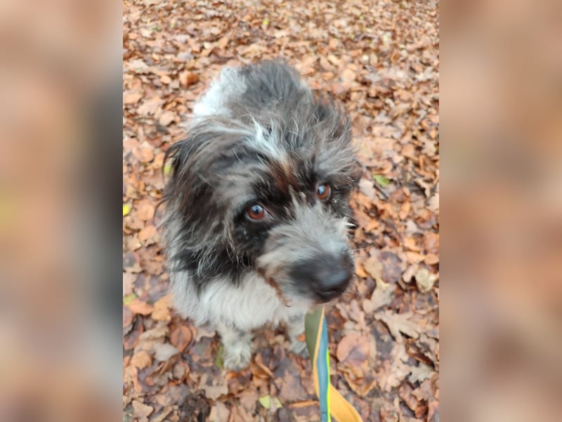 Sanfte Mochi, 4 Jahre, voller Hoffnung auf einen Neuanfang