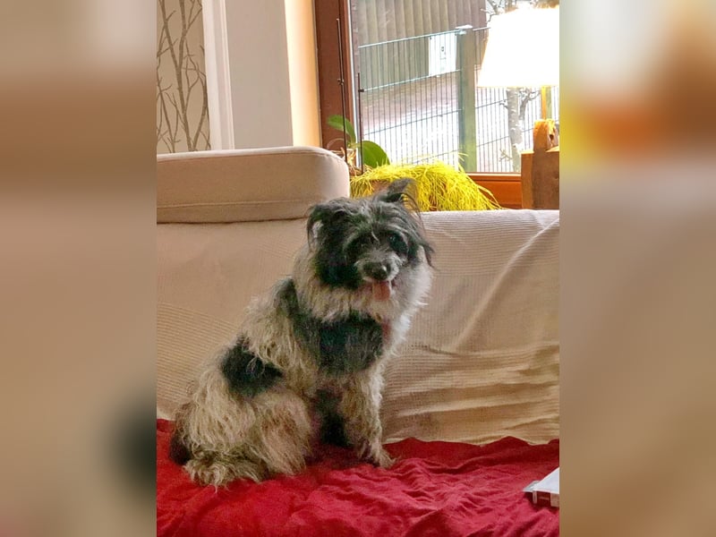 Sanfte Mochi, 4 Jahre, voller Hoffnung auf einen Neuanfang