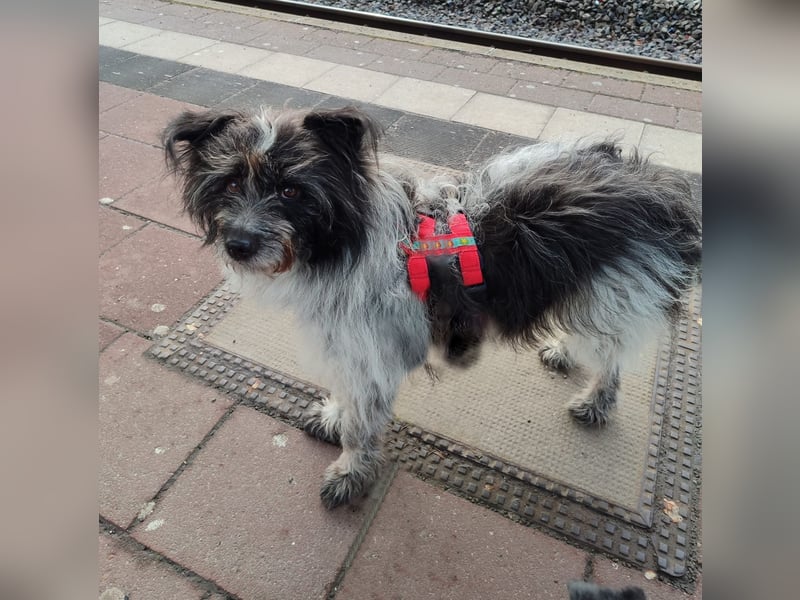 Sanfte Mochi, 4 Jahre, voller Hoffnung auf einen Neuanfang