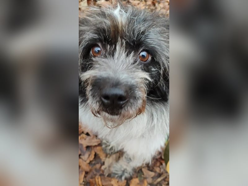 Sanfte Mochi, 4 Jahre, voller Hoffnung auf einen Neuanfang