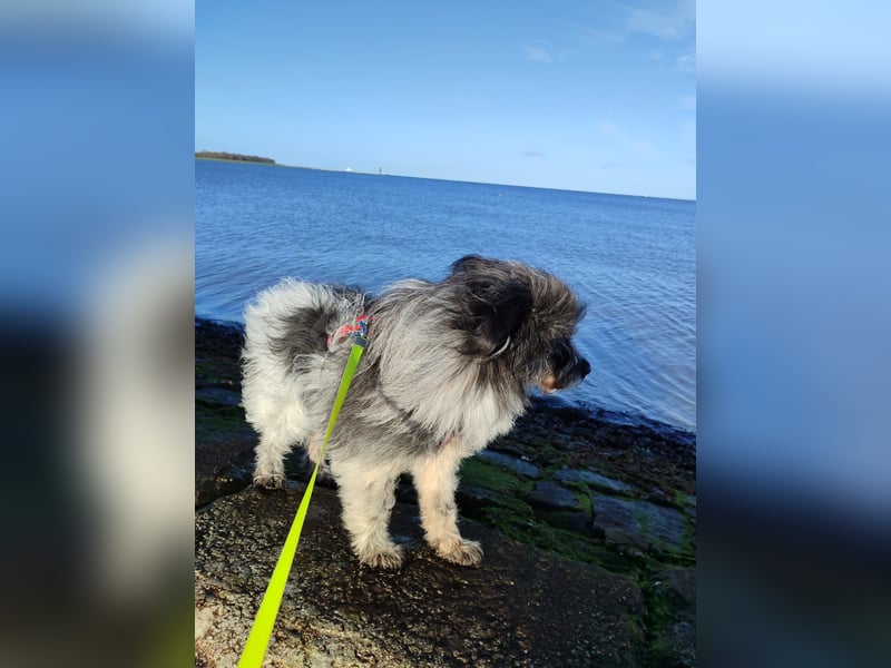 Sanfte Mochi, 4 Jahre, voller Hoffnung auf einen Neuanfang