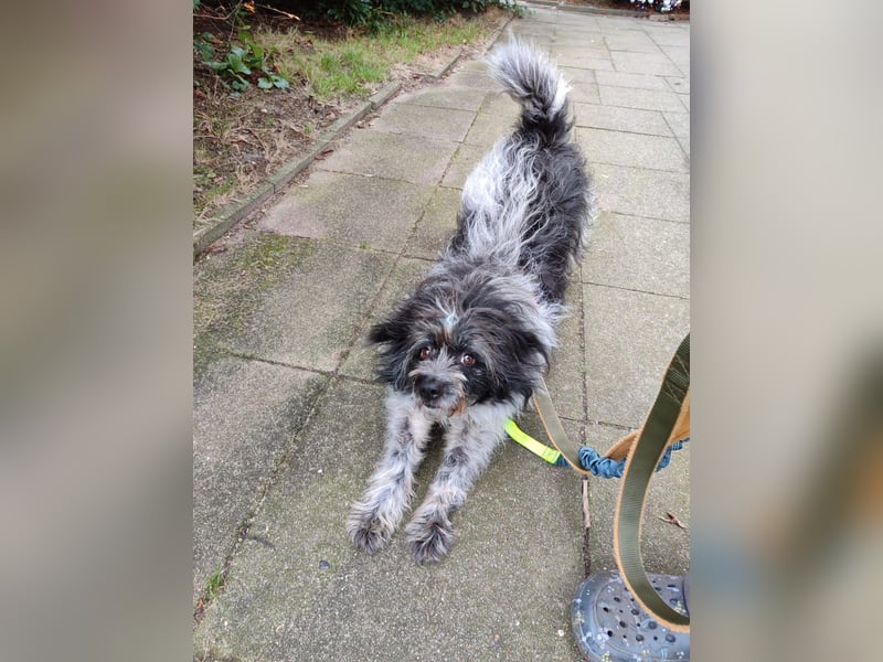 Sanfte Mochi, 4 Jahre, voller Hoffnung auf einen Neuanfang