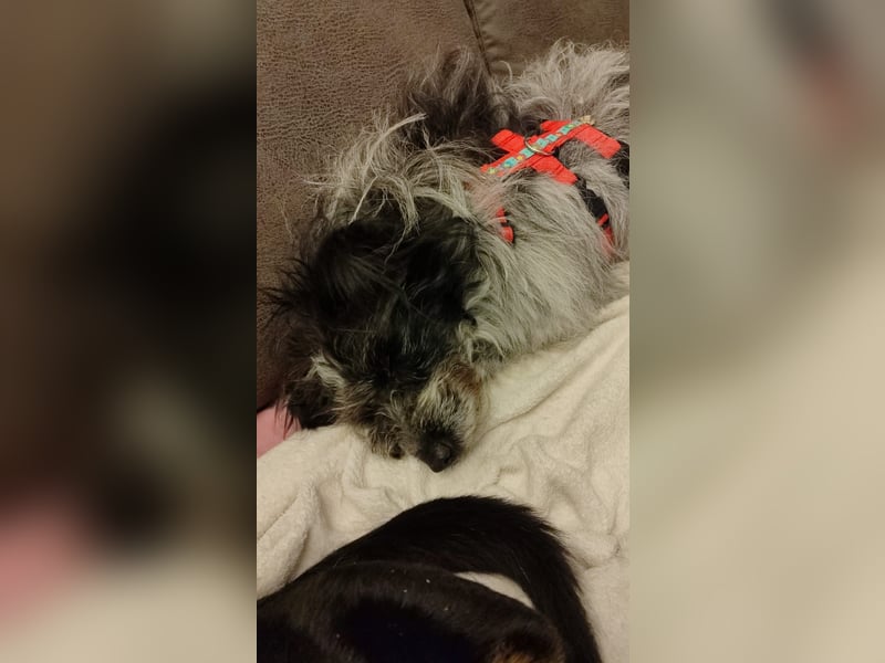 Sanfte Mochi, 4 Jahre, voller Hoffnung auf einen Neuanfang