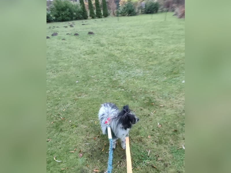 Sanfte Mochi, 4 Jahre, voller Hoffnung auf einen Neuanfang