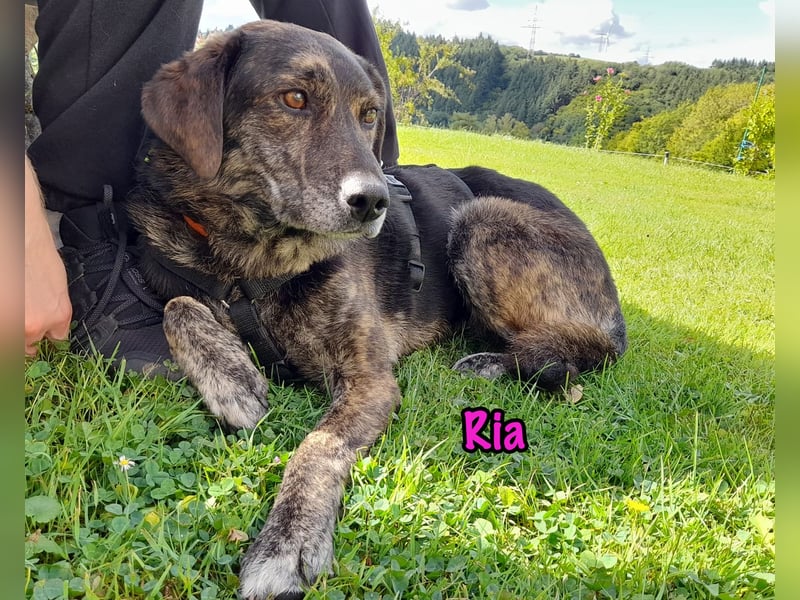 Ria geb. 07/2021 (in Deutschland) - DRINGENDER NOTFALL!