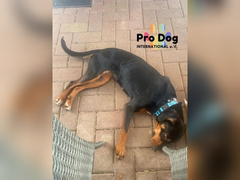 Ariana auf Pflegestelle