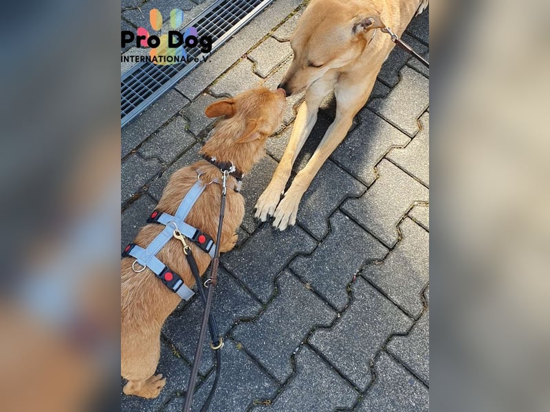 Greta auf Pflegestelle