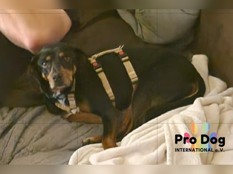 Ariana auf Pflegestelle