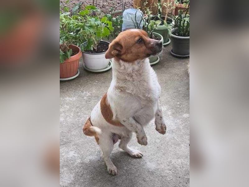 Herzige Bella