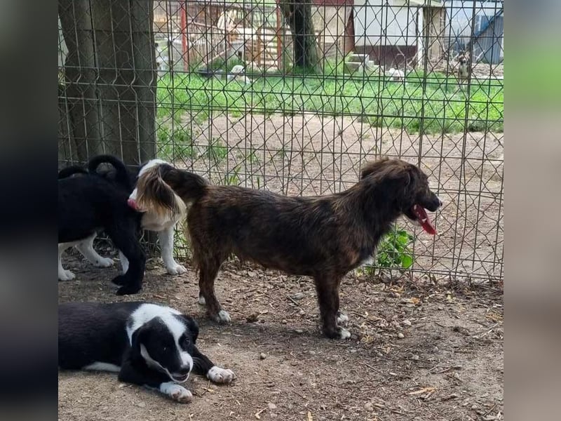 Sanfte kleine Daja sucht ihr Glück