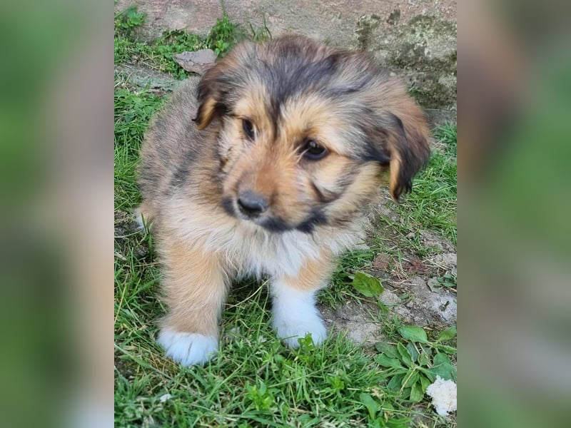 Kleines Sternchen Chanel