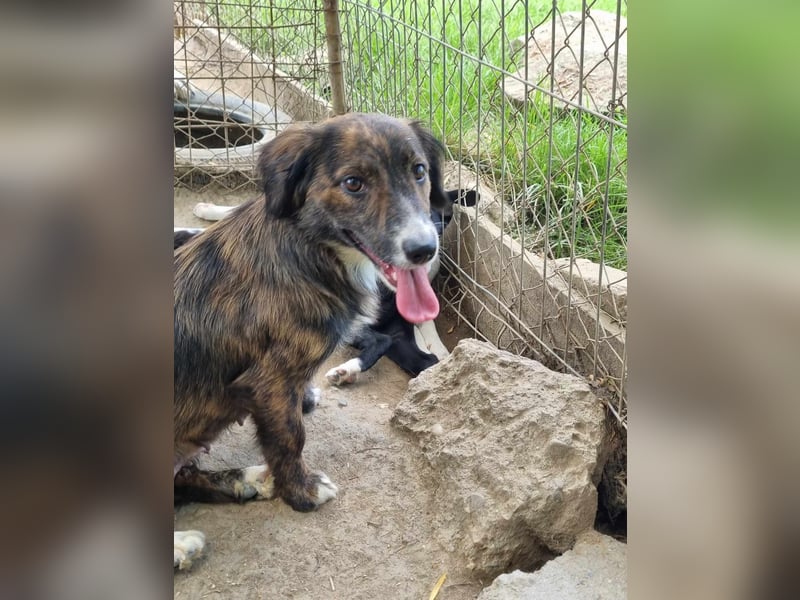 Sanfte kleine Daja sucht ihr Glück
