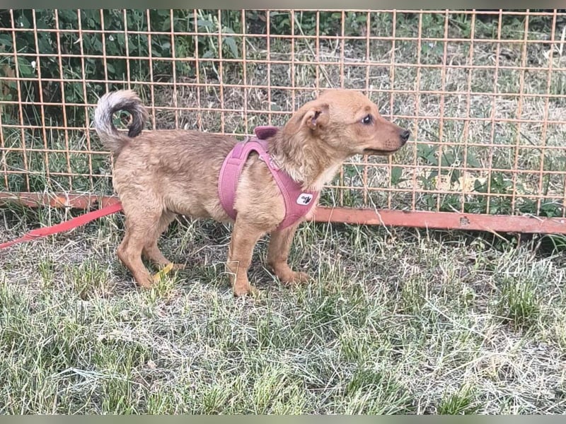 Giulia sucht ein liebevolles Zuhause