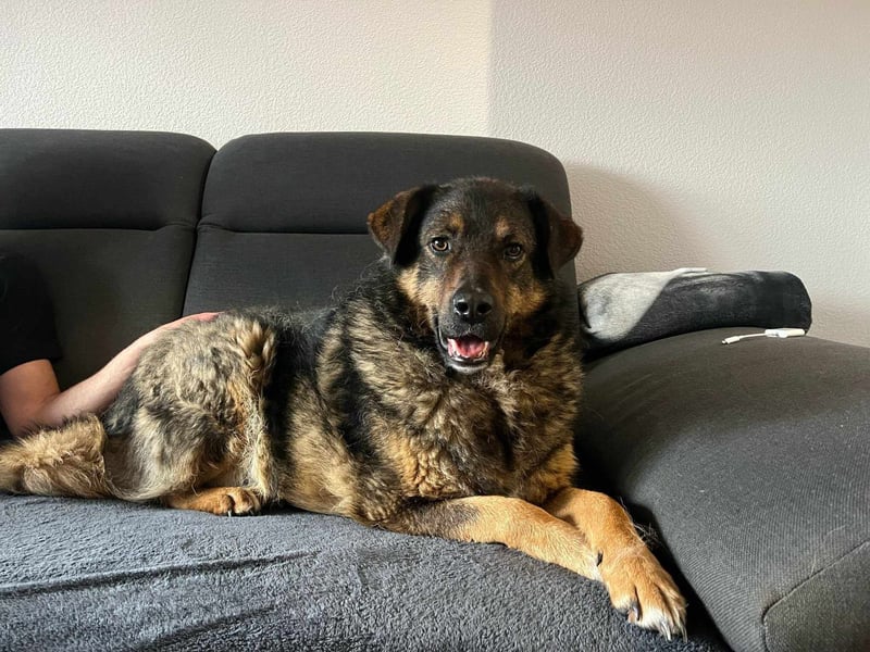 Ulani sucht ein neues Zuhause