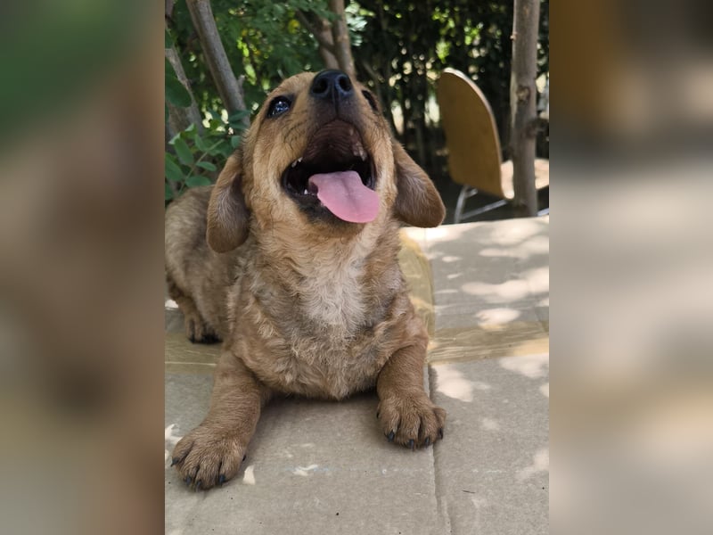 Giulia sucht ein liebevolles Zuhause