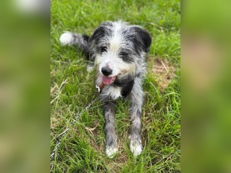 Sonnenschein Greta sucht aktives Zuhause