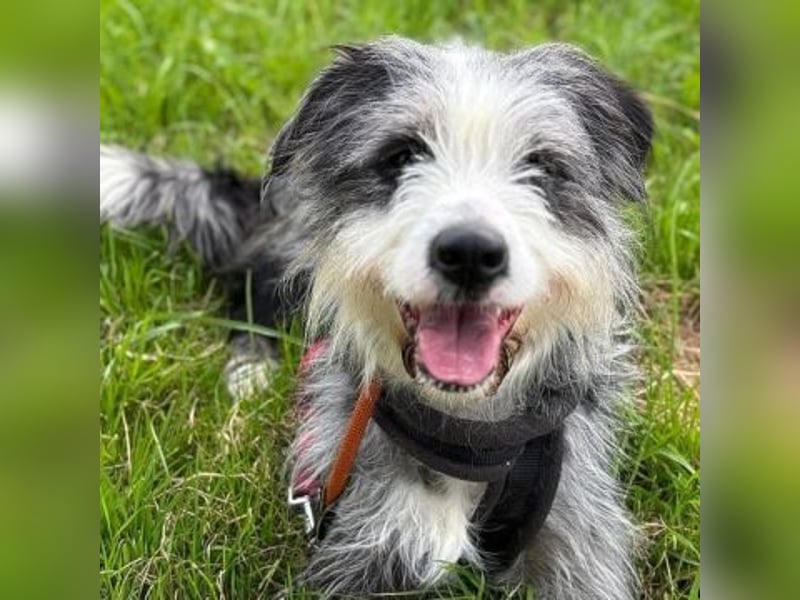 Sonnenschein Greta sucht aktives Zuhause