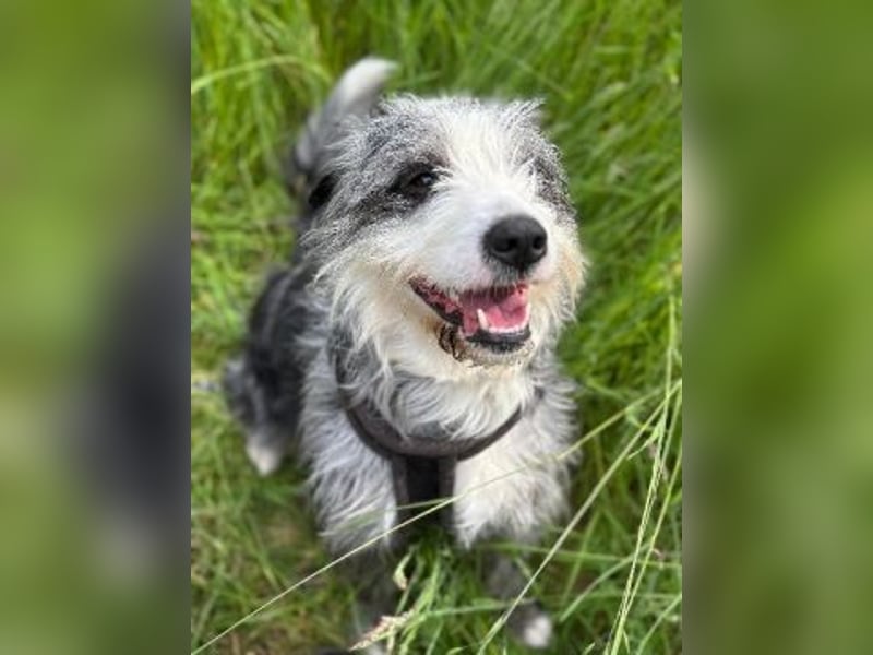 Sonnenschein Greta sucht aktives Zuhause