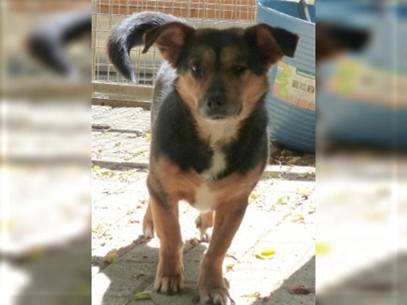 Klara - fröhliche, kleine Dame sucht Plätzchen auf dem Sofa