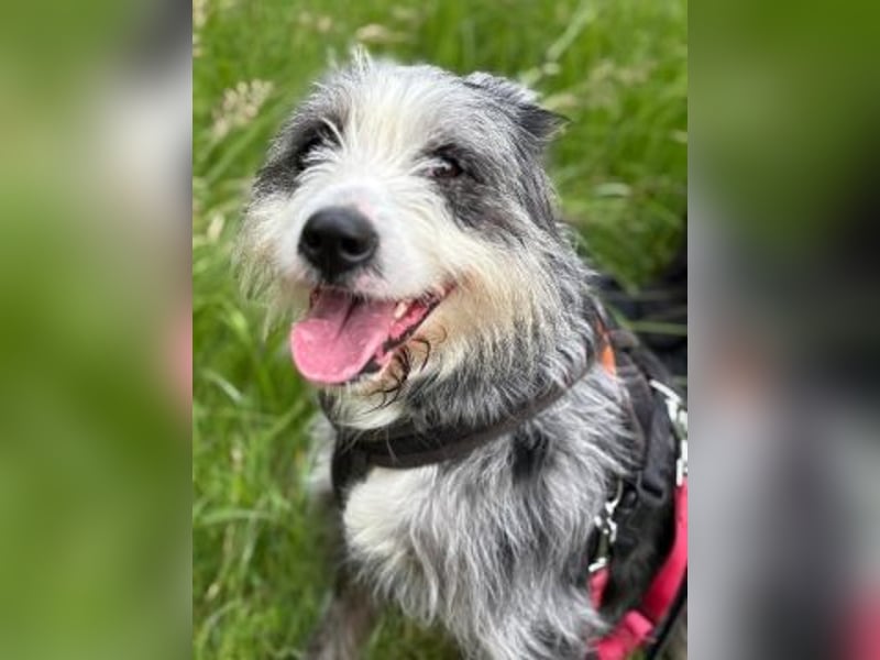 Sonnenschein Greta sucht aktives Zuhause