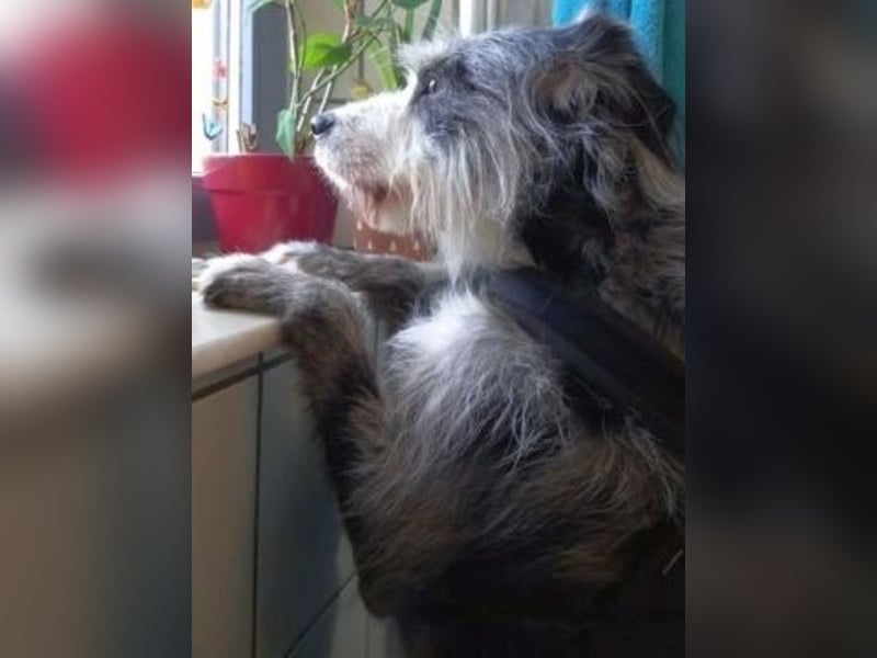 Sonnenschein Greta sucht aktives Zuhause