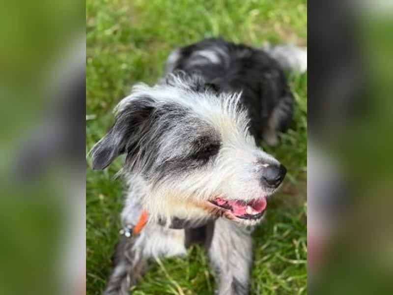 Sonnenschein Greta sucht aktives Zuhause