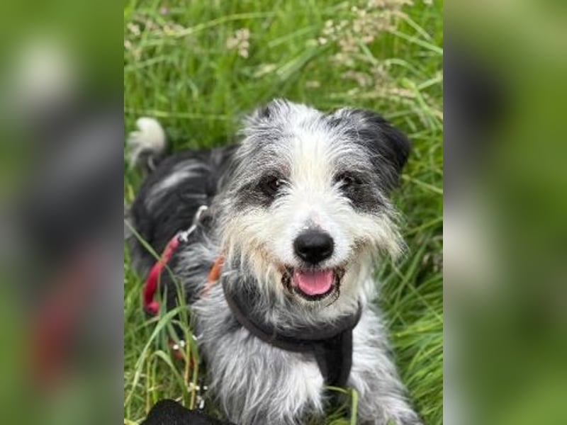 Sonnenschein Greta sucht aktives Zuhause