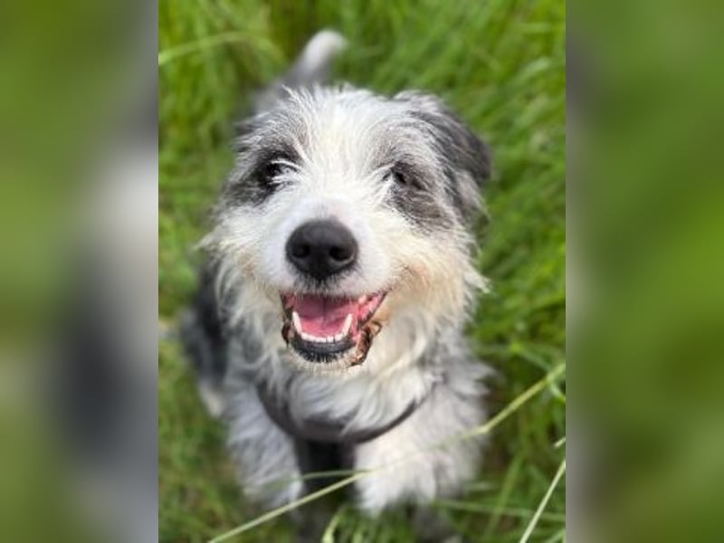Sonnenschein Greta sucht aktives Zuhause