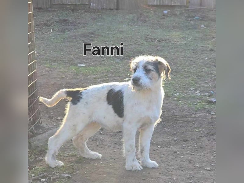 Fanni von kettenlos