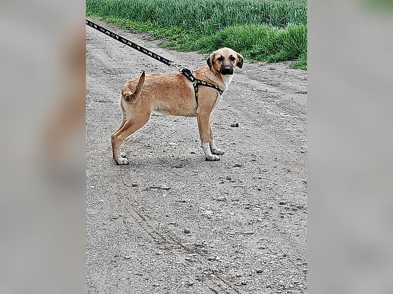 Abby, Welpenmädchen sucht ein Körbchen
