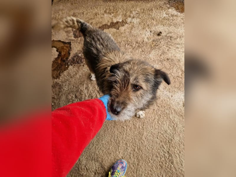 Mila, sucht einen Gnadenplatz