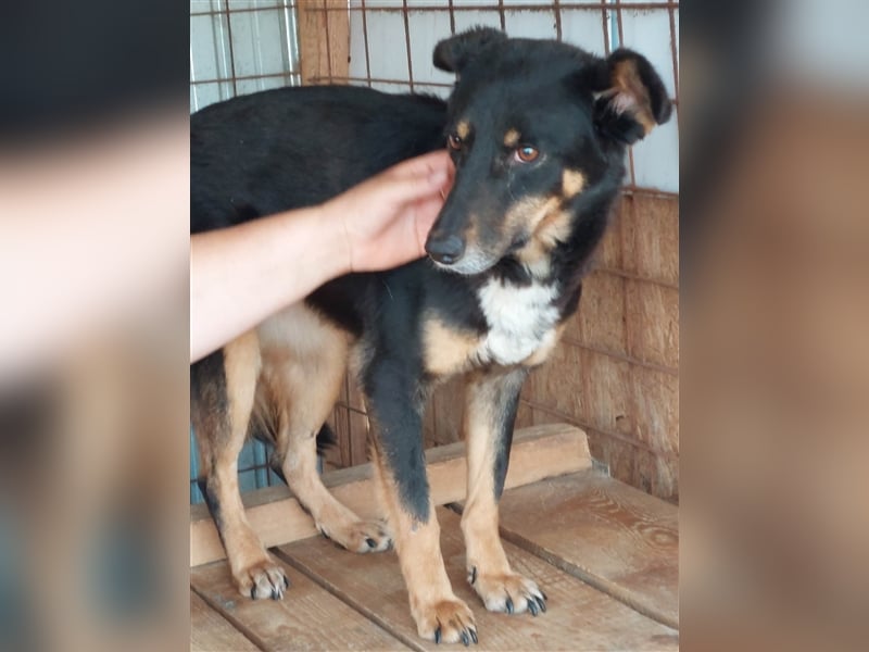 Sammy, scheue Hundeschönheit sucht ihr eigenes Körbchen