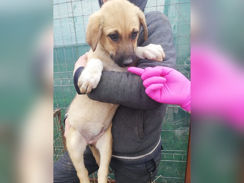 Abby, Welpenmädchen sucht ein Körbchen