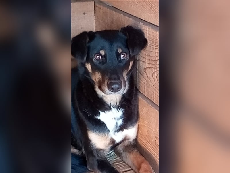 Sammy, scheue Hundeschönheit sucht ihr eigenes Körbchen