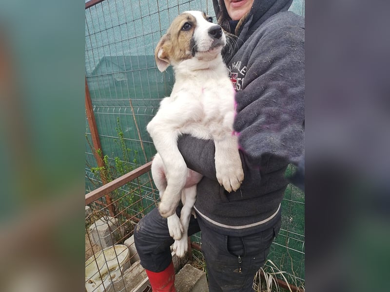 Ayla, Welpenmädchen möchte zu Dir kommen