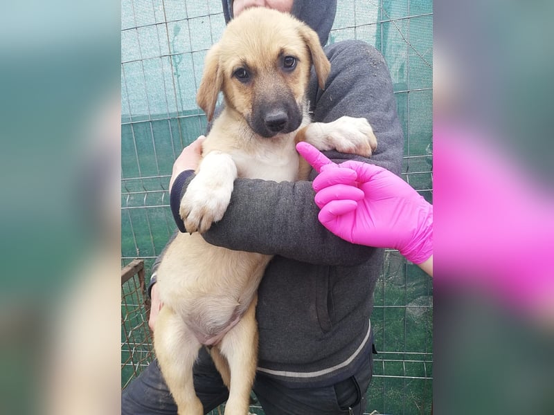 Abby, Welpenmädchen sucht ein Körbchen
