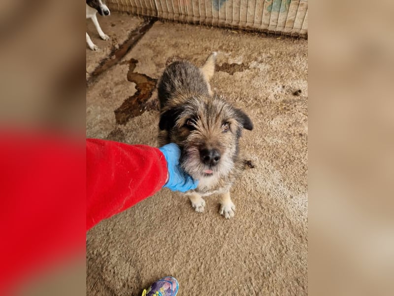 Mila, sucht einen Gnadenplatz
