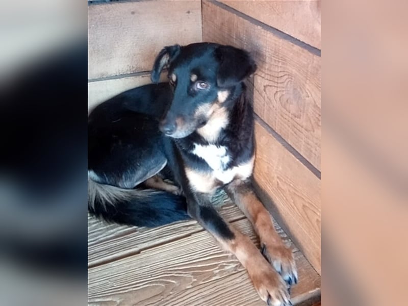 Sammy, scheue Hundeschönheit sucht ihr eigenes Körbchen