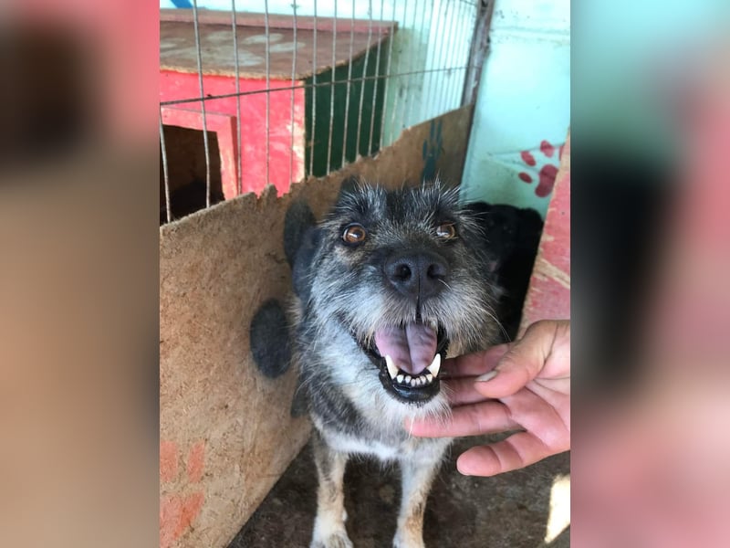 Mila, sucht einen Gnadenplatz