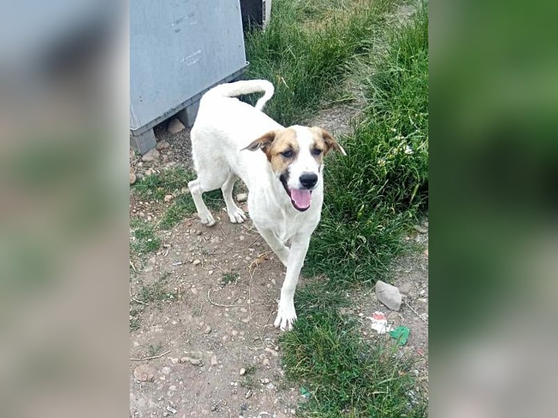 Ayla, Welpenmädchen möchte zu Dir kommen
