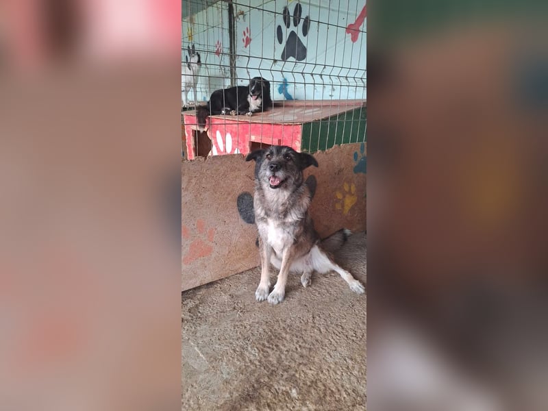 Mila, sucht einen Gnadenplatz