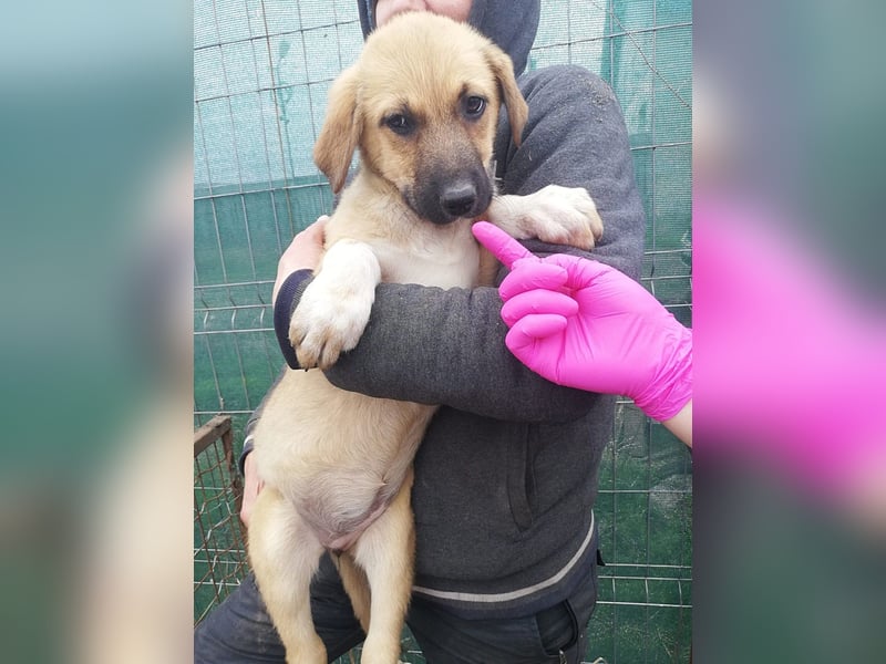 Abby, Welpenmädchen sucht ein Körbchen