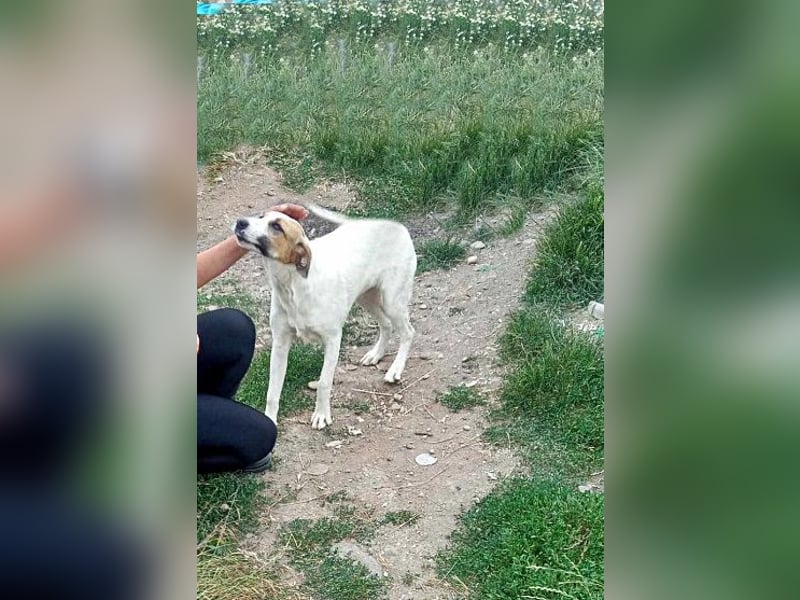 Ayla, Welpenmädchen möchte zu Dir kommen