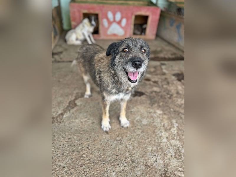 Mila, sucht einen Gnadenplatz